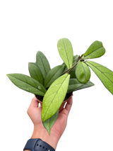 Hoya 'Crassipetiolata' indoor house plant