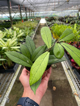 Hoya 'Crassipetiolata' indoor house plant