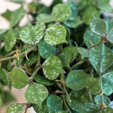 Hoya 'Curtisii' indoor house plant