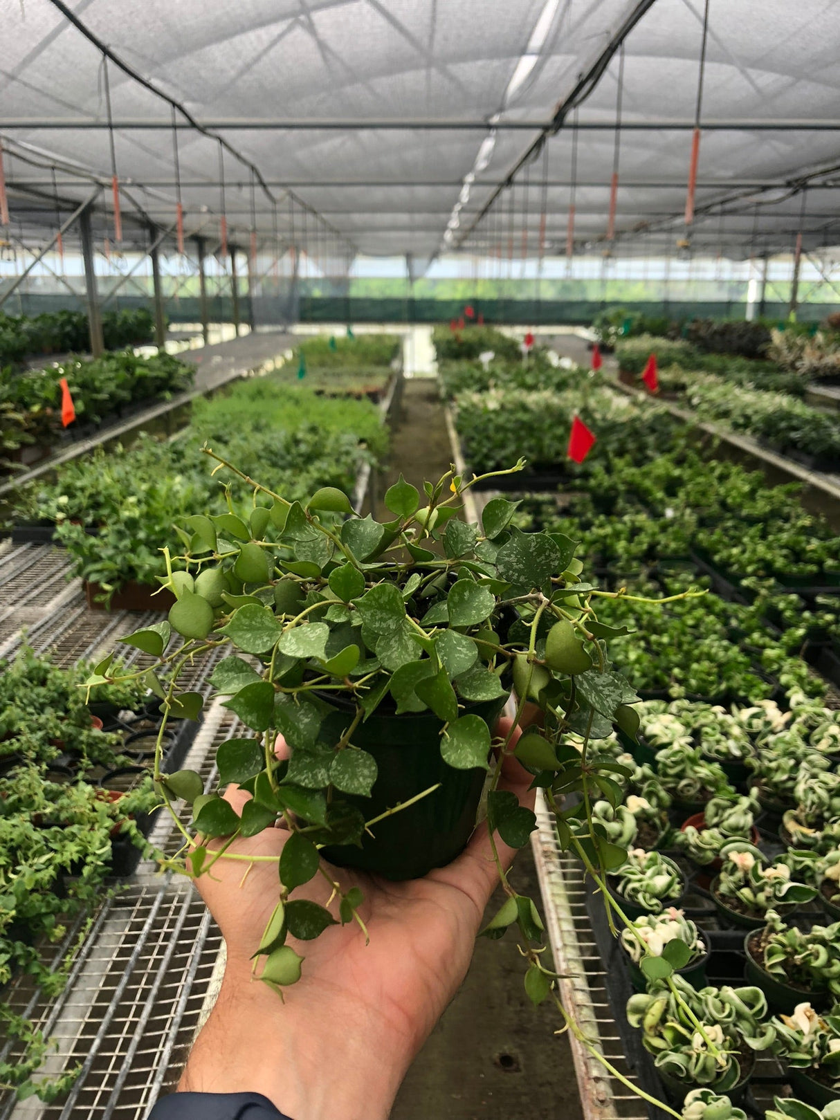 Hoya 'Curtisii' indoor house plant