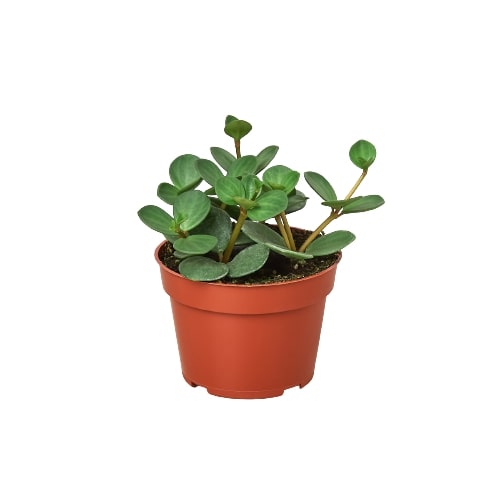 Peperomia 'Hope' indoor houseplant