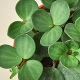 Peperomia 'Hope' indoor houseplant