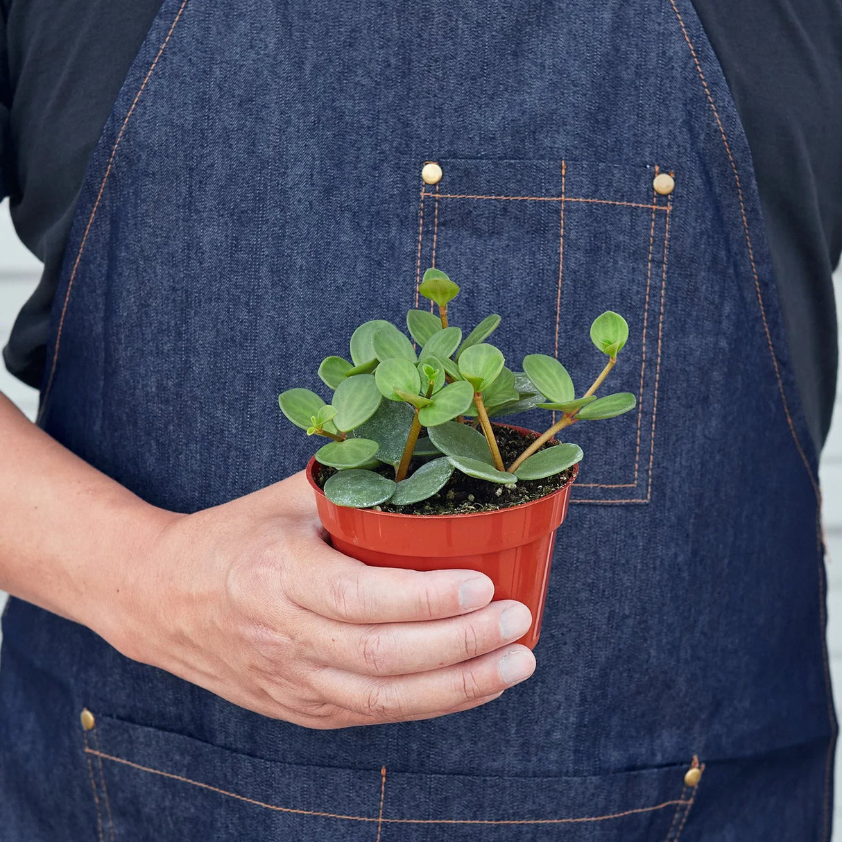 Peperomia 'Hope' indoor houseplant