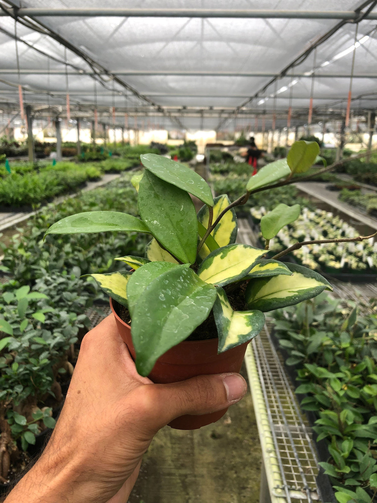 Hoya Carnosa 'Krimson Princess' indoor house plant