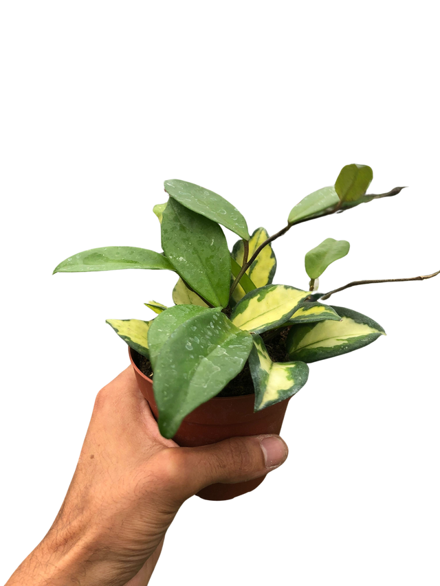 Hoya Carnosa 'Krimson Princess' indoor house plant