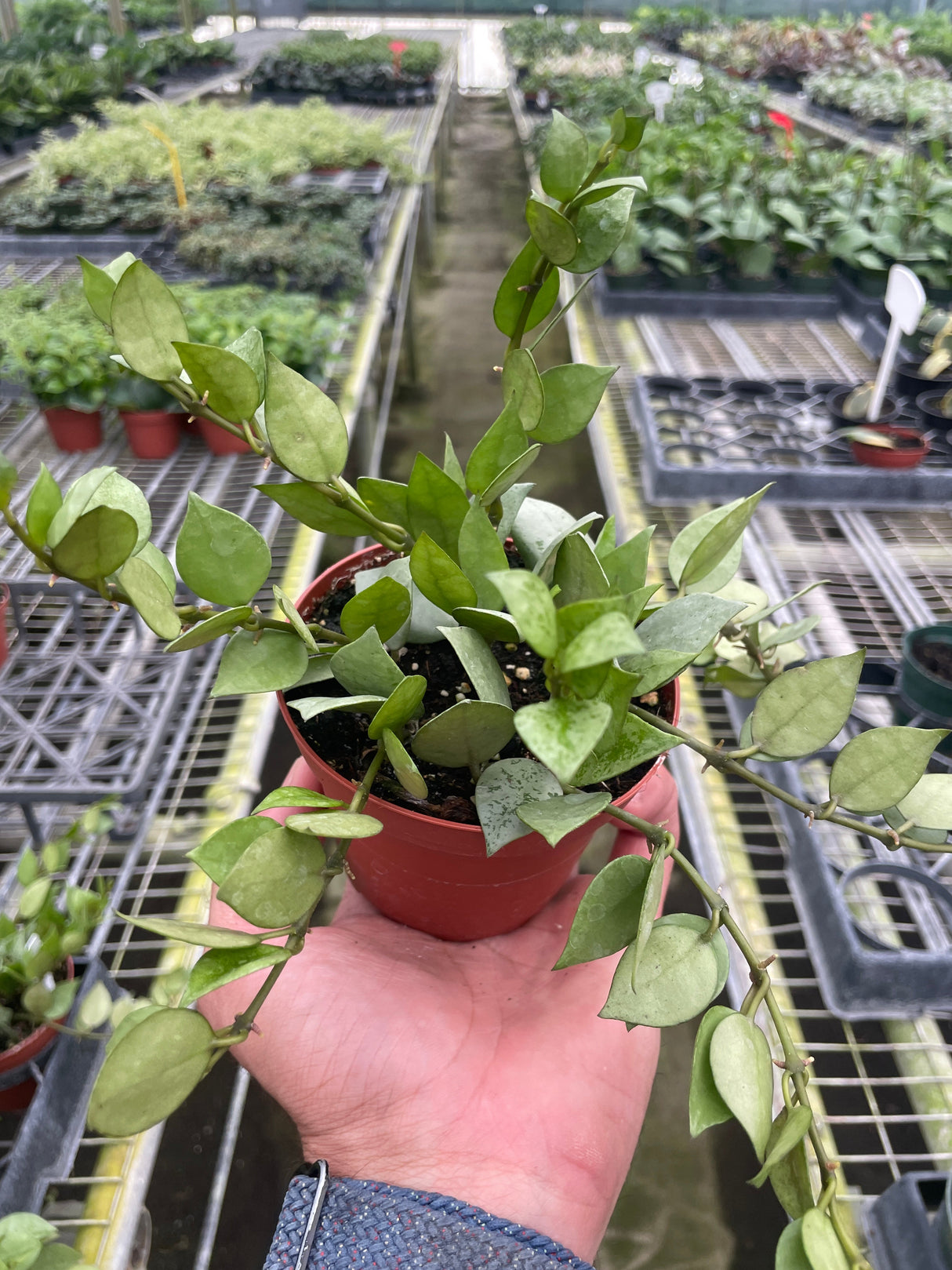 Hoya 'Krohniana Super Silver' indoor house plant