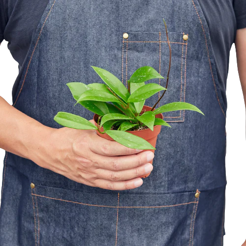 Hoya 'Publicalyx' indoor house plant