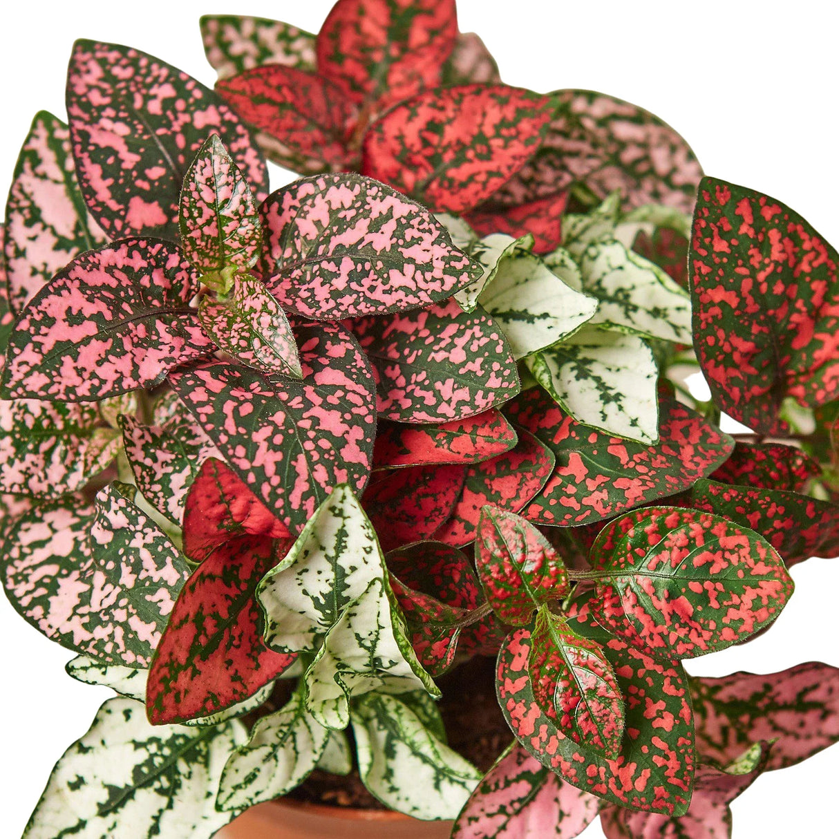 Hypoestes 'Polka Dot' indoor house plant