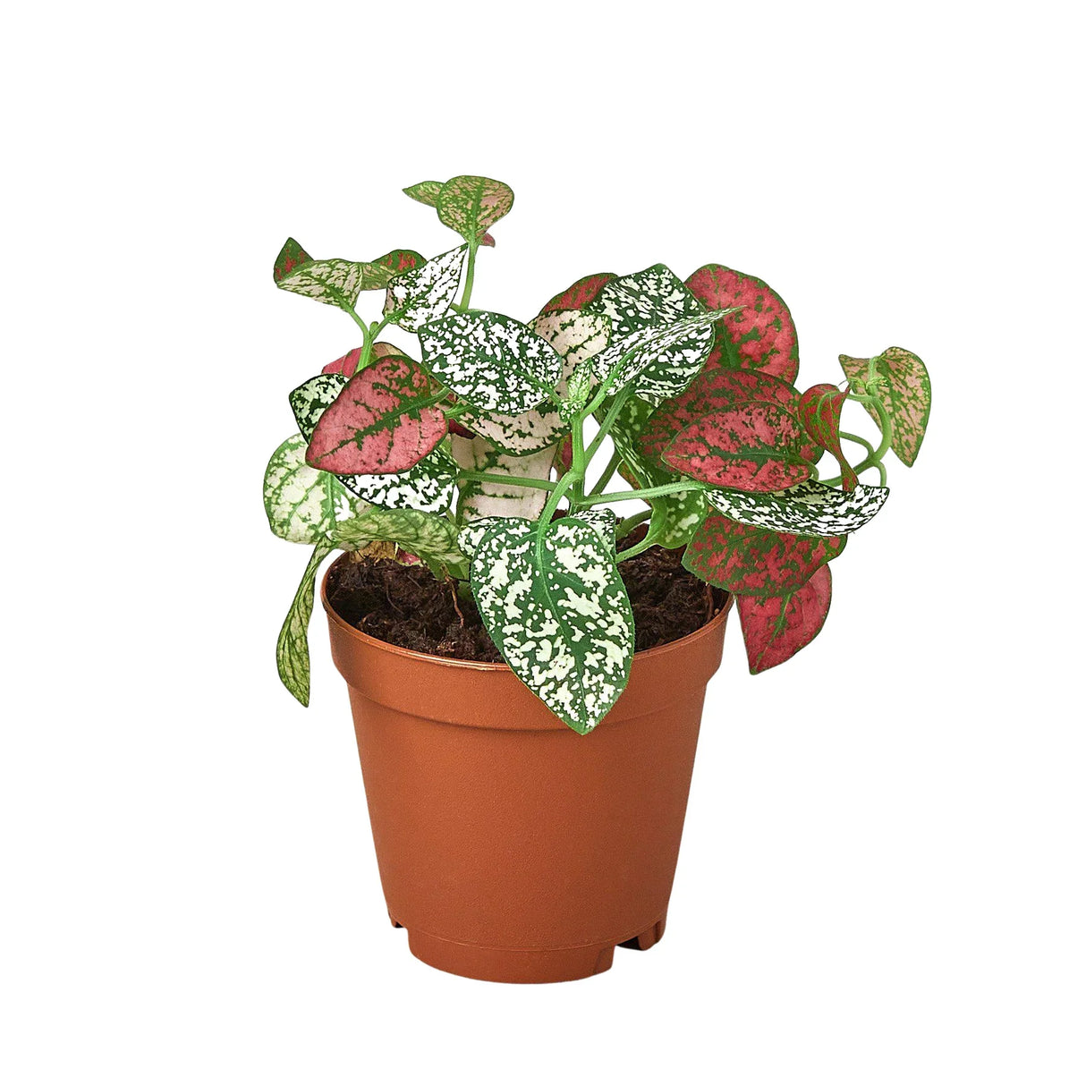 Hypoestes 'Polka Dot' indoor house plant