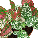 Hypoestes 'Polka Dot' indoor house plant