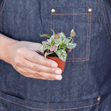 Hypoestes 'Polka Dot' indoor house plant