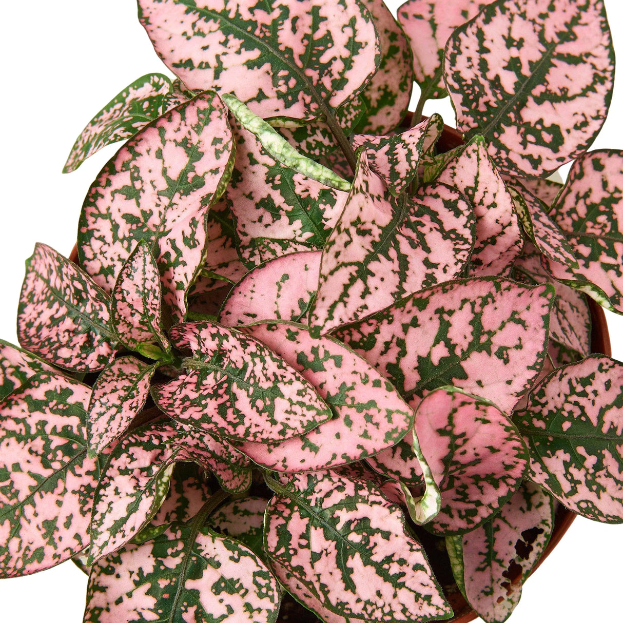 Hypoestes 'Polka Dot' indoor house plant