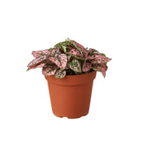 Hypoestes 'Polka Dot' indoor house plant