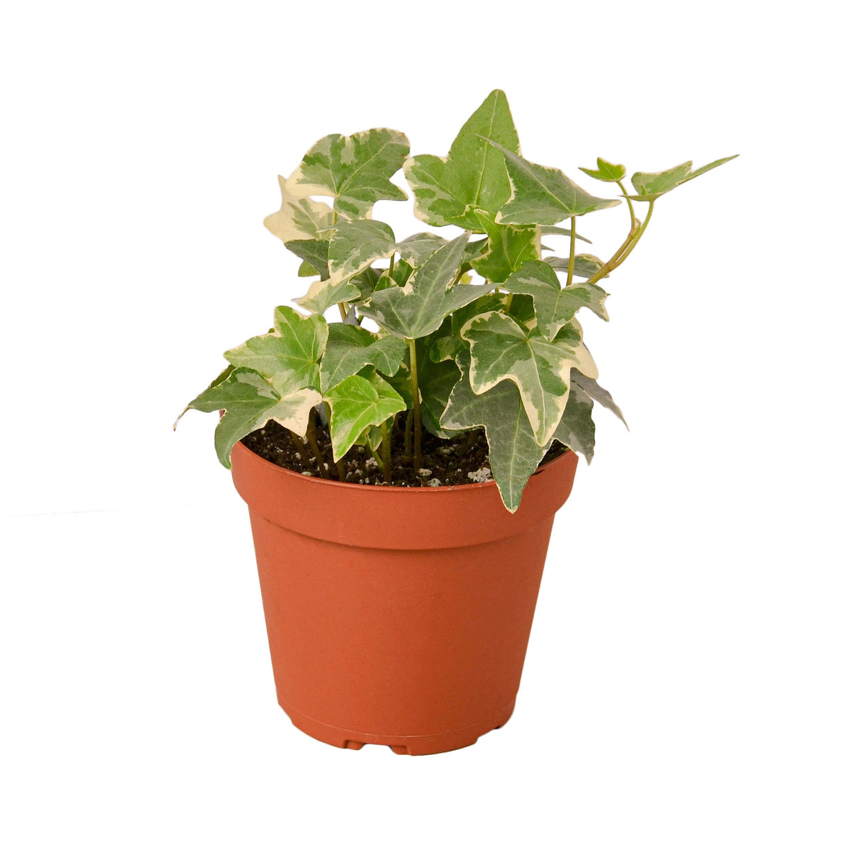 English Ivy 'Glacier' indoor house plant