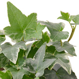 English Ivy 'Glacier' indoor house plant