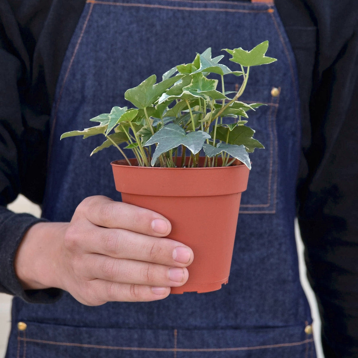 English Ivy 'Glacier' indoor house plant