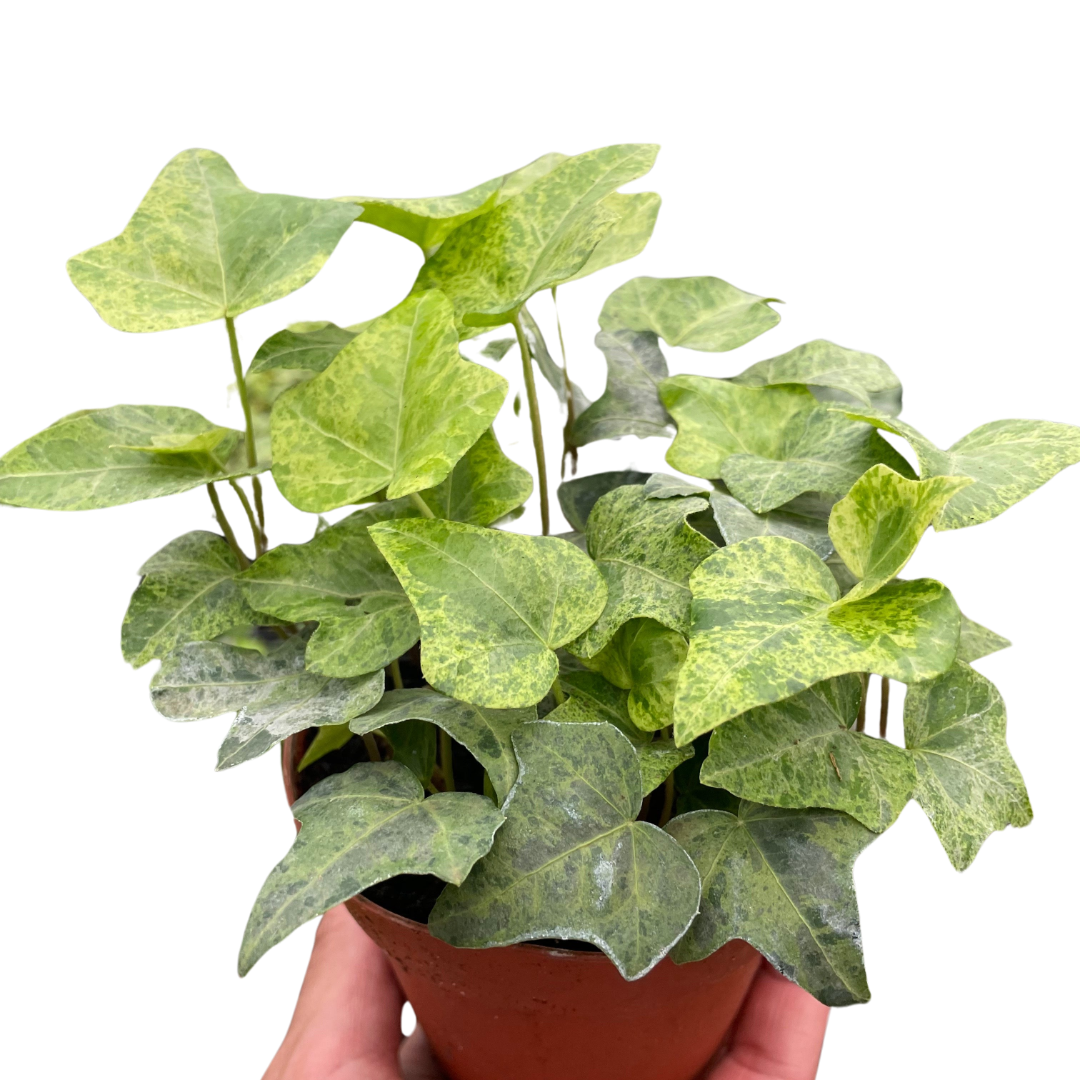 Ivy Gold Dust indoor house plant