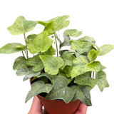 Ivy Gold Dust indoor house plant