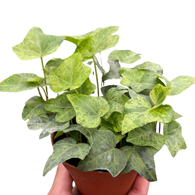 Ivy Gold Dust indoor house plant