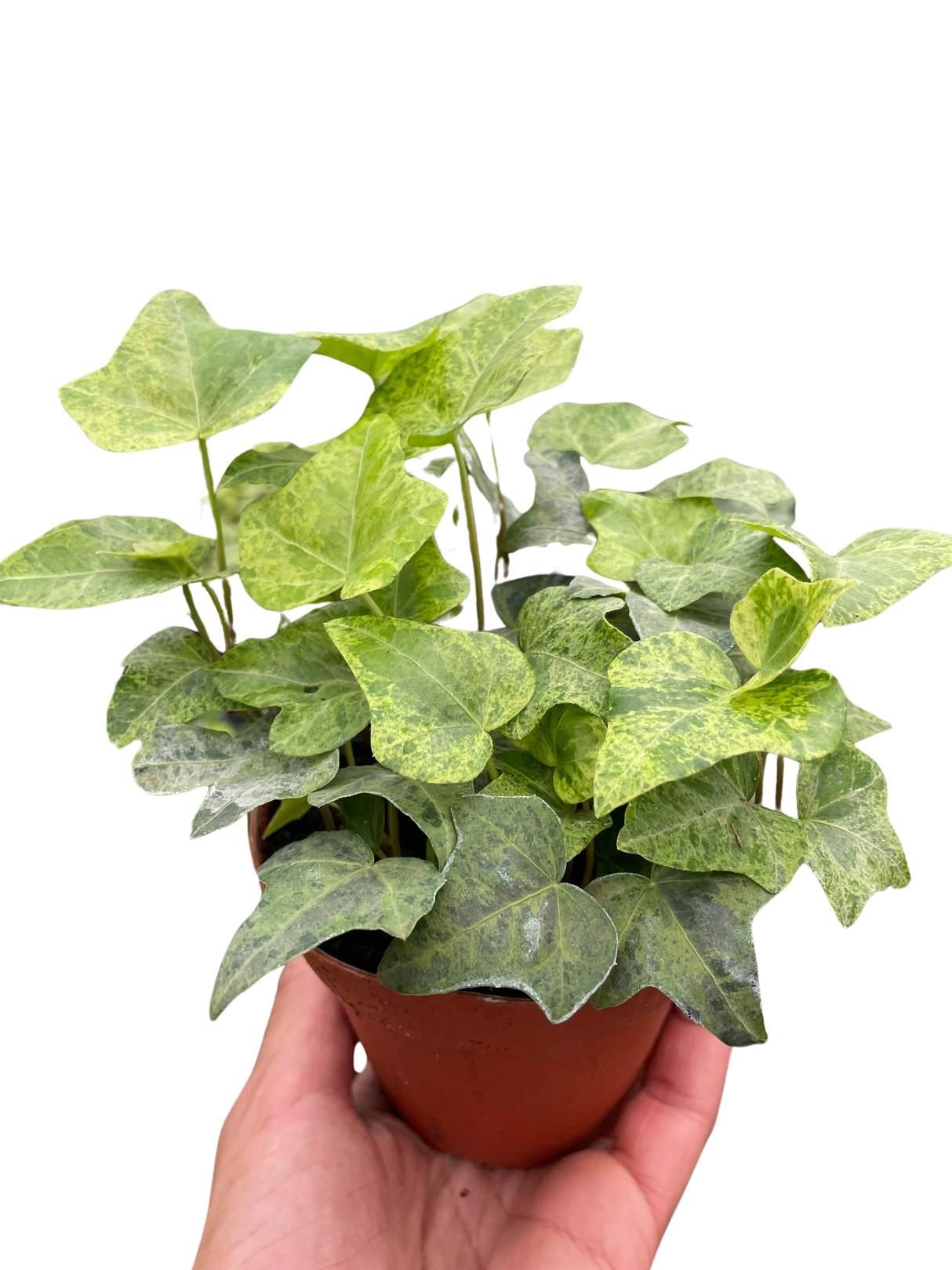 Ivy Gold Dust indoor house plant