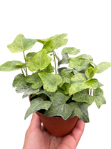 Ivy Gold Dust indoor house plant