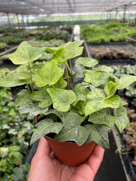 Ivy Gold Dust indoor house plant