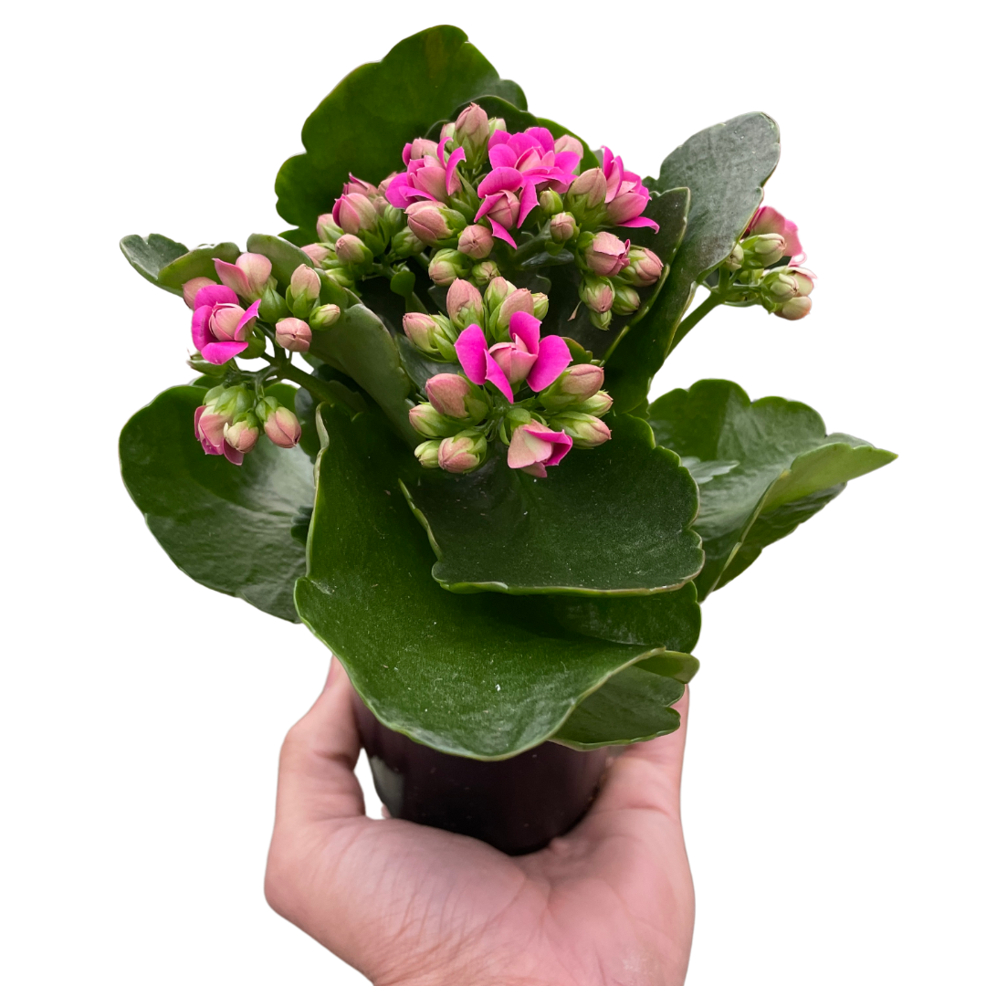 Kalanchoe indoor house plant