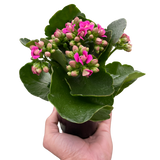 Kalanchoe indoor house plant