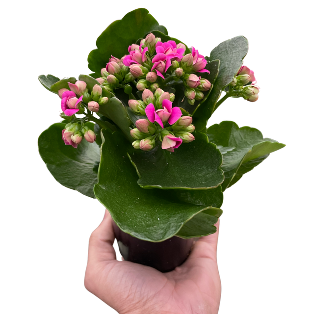 Kalanchoe indoor house plant