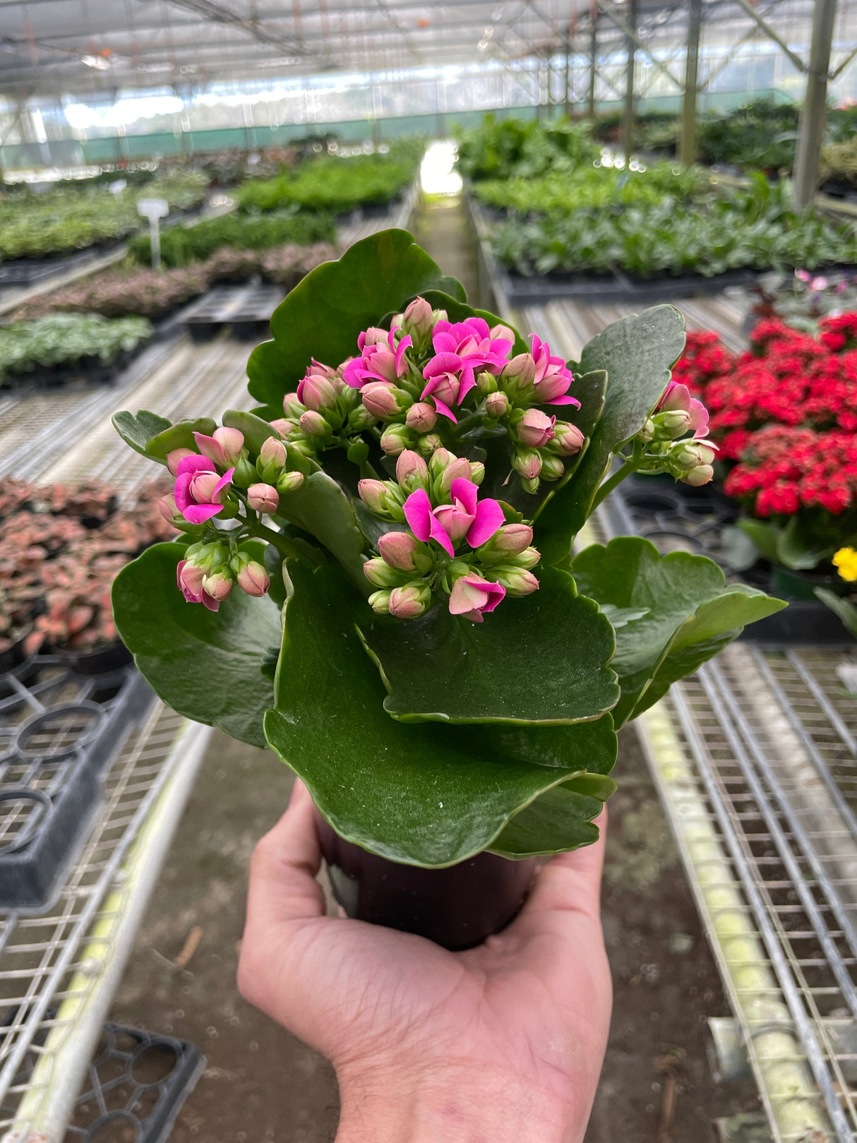 Kalanchoe indoor house plant