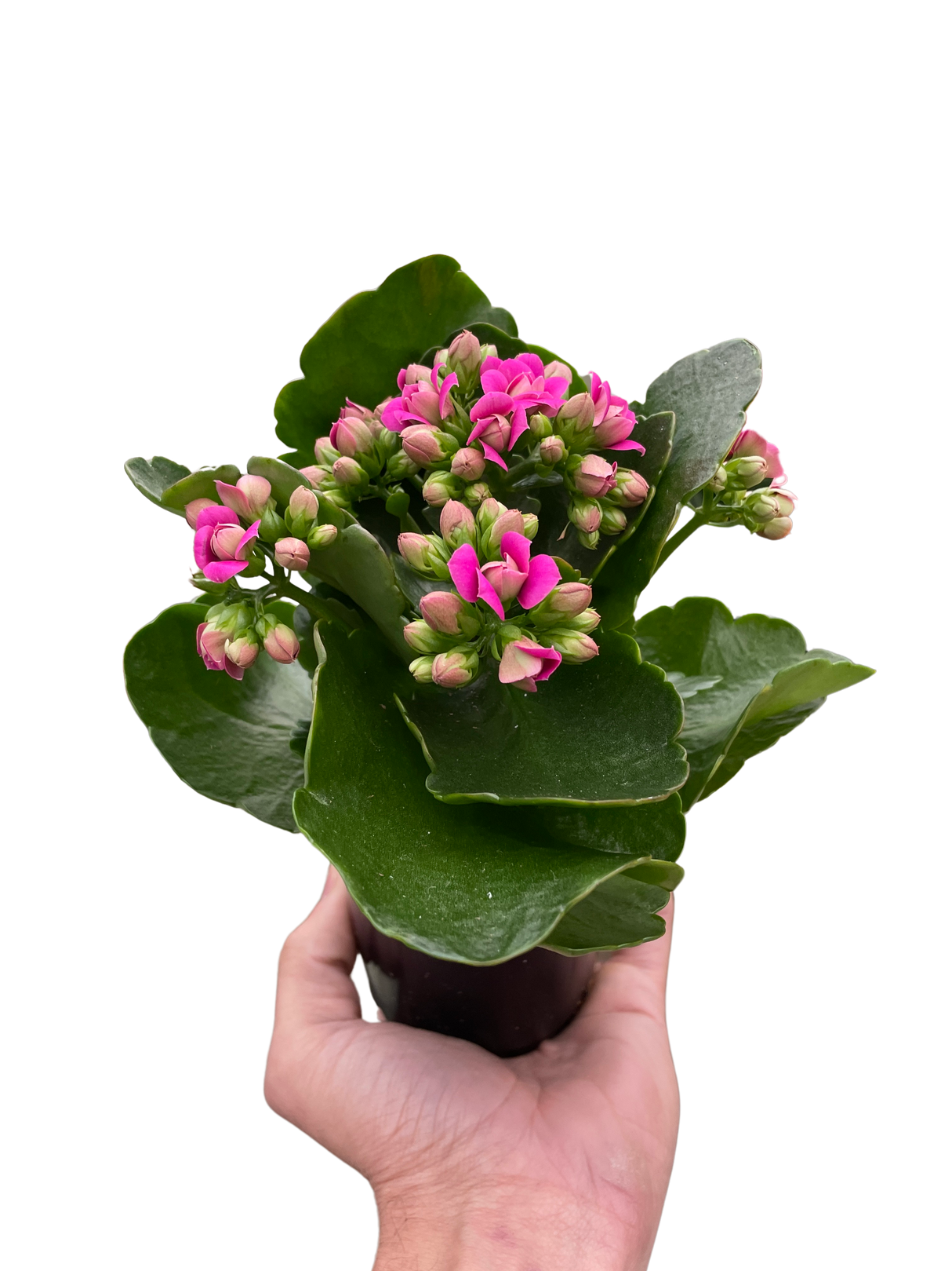 Kalanchoe indoor house plant