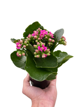 Kalanchoe indoor house plant