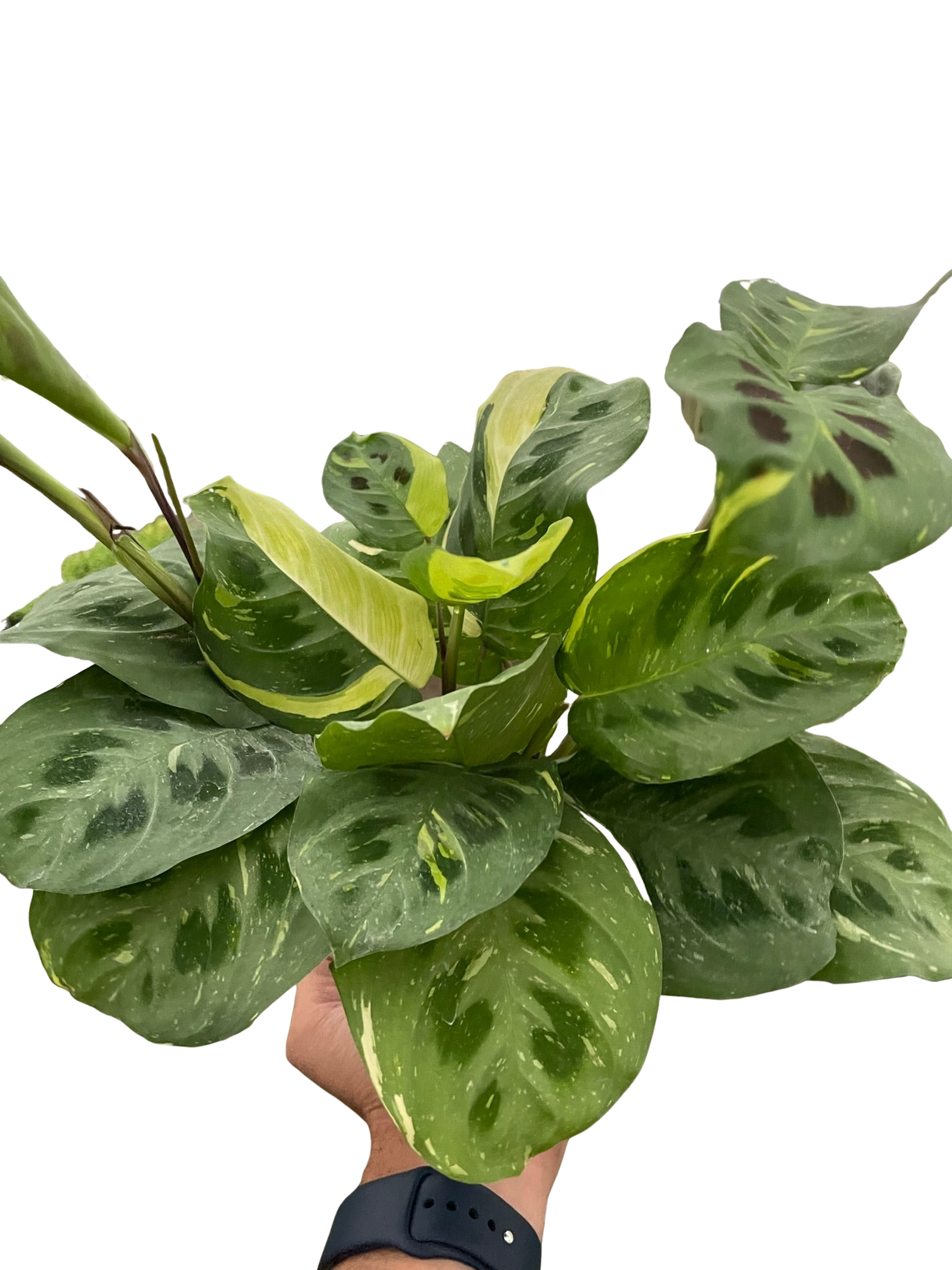 Maranta Variegated 'Beauty Kim' indoor house plant