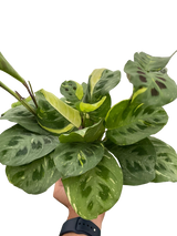 Maranta Variegated 'Beauty Kim' indoor house plant