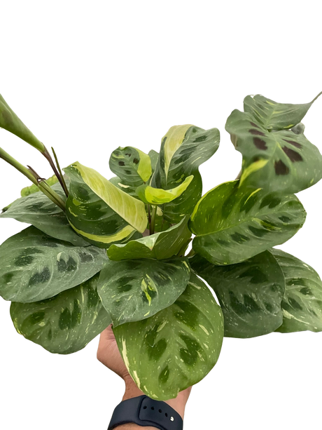 Maranta Variegated 'Beauty Kim' indoor house plant