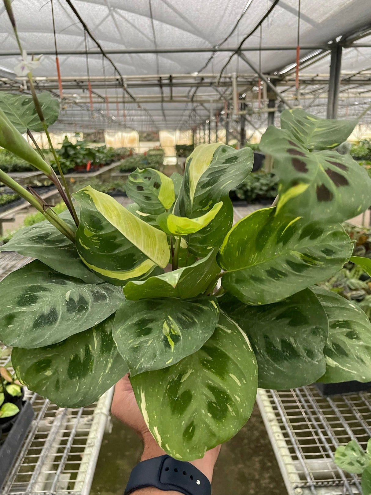 Maranta Variegated 'Beauty Kim' indoor house plant