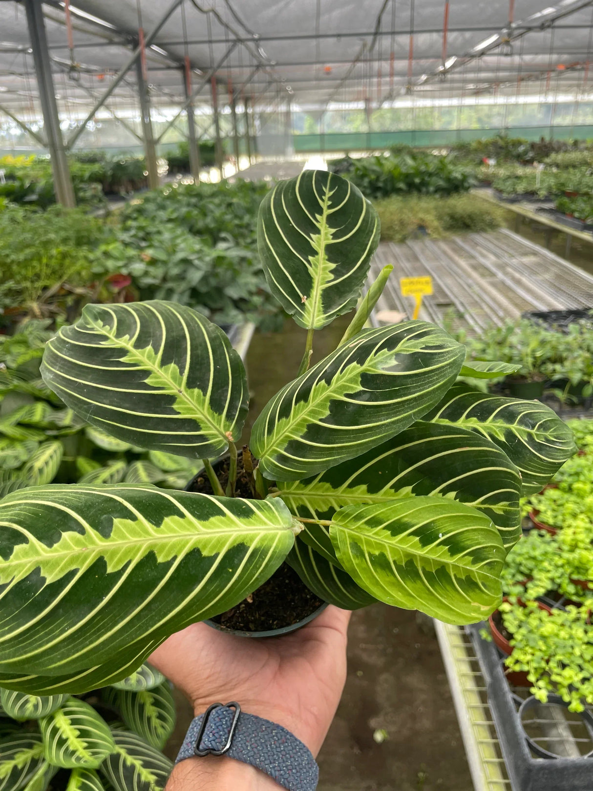 Maranta 'Lemon Lime' indoor house plant