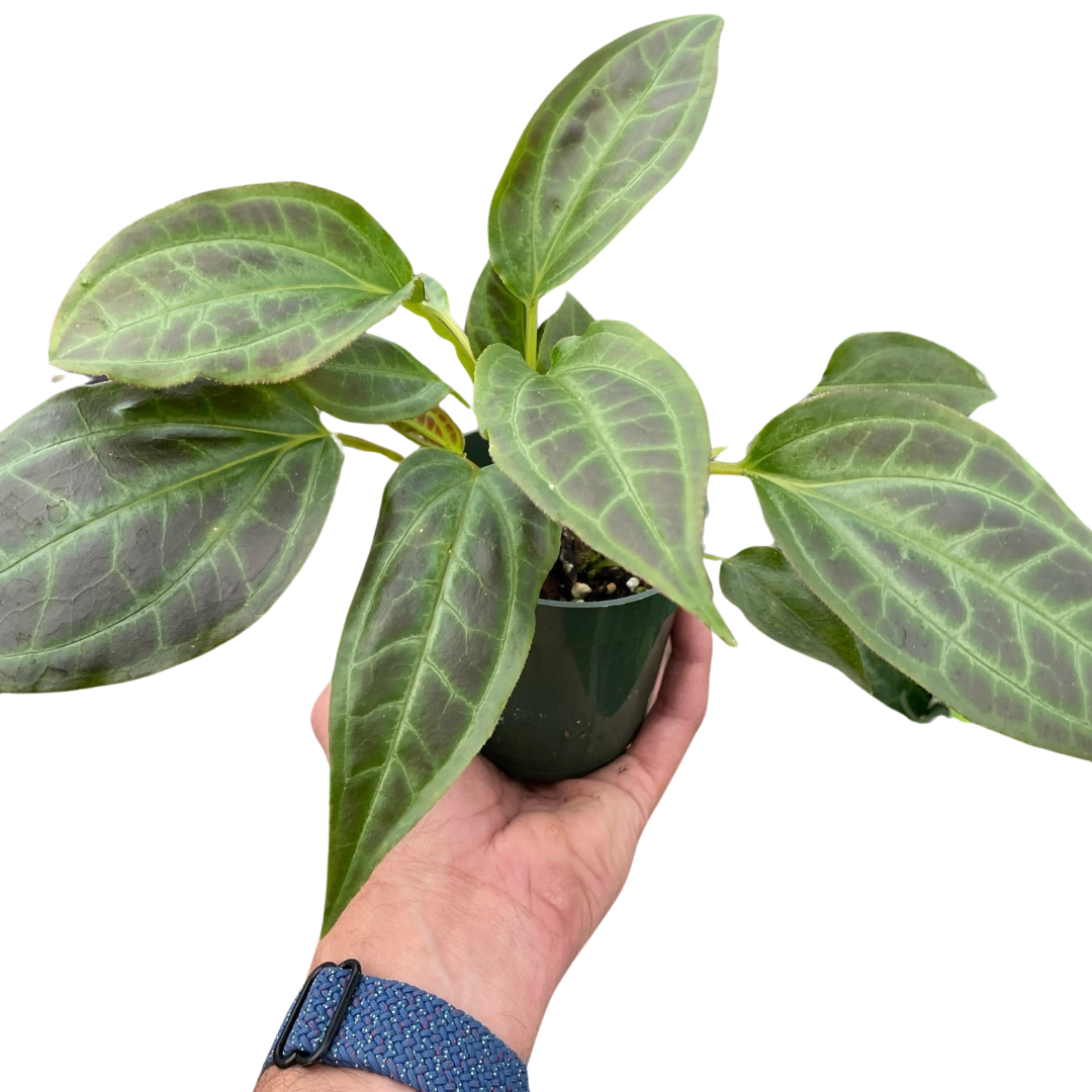 Monolena 'Primuliflora' indoor house plants