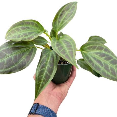 Monolena 'Primuliflora' indoor house plants