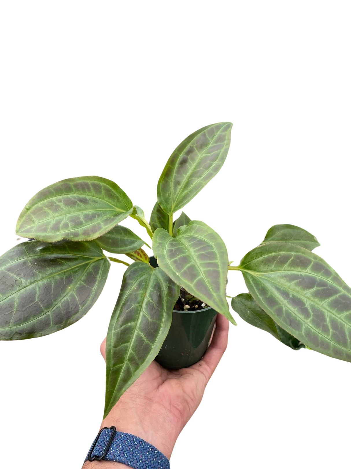 Monolena 'Primuliflora' indoor house plants