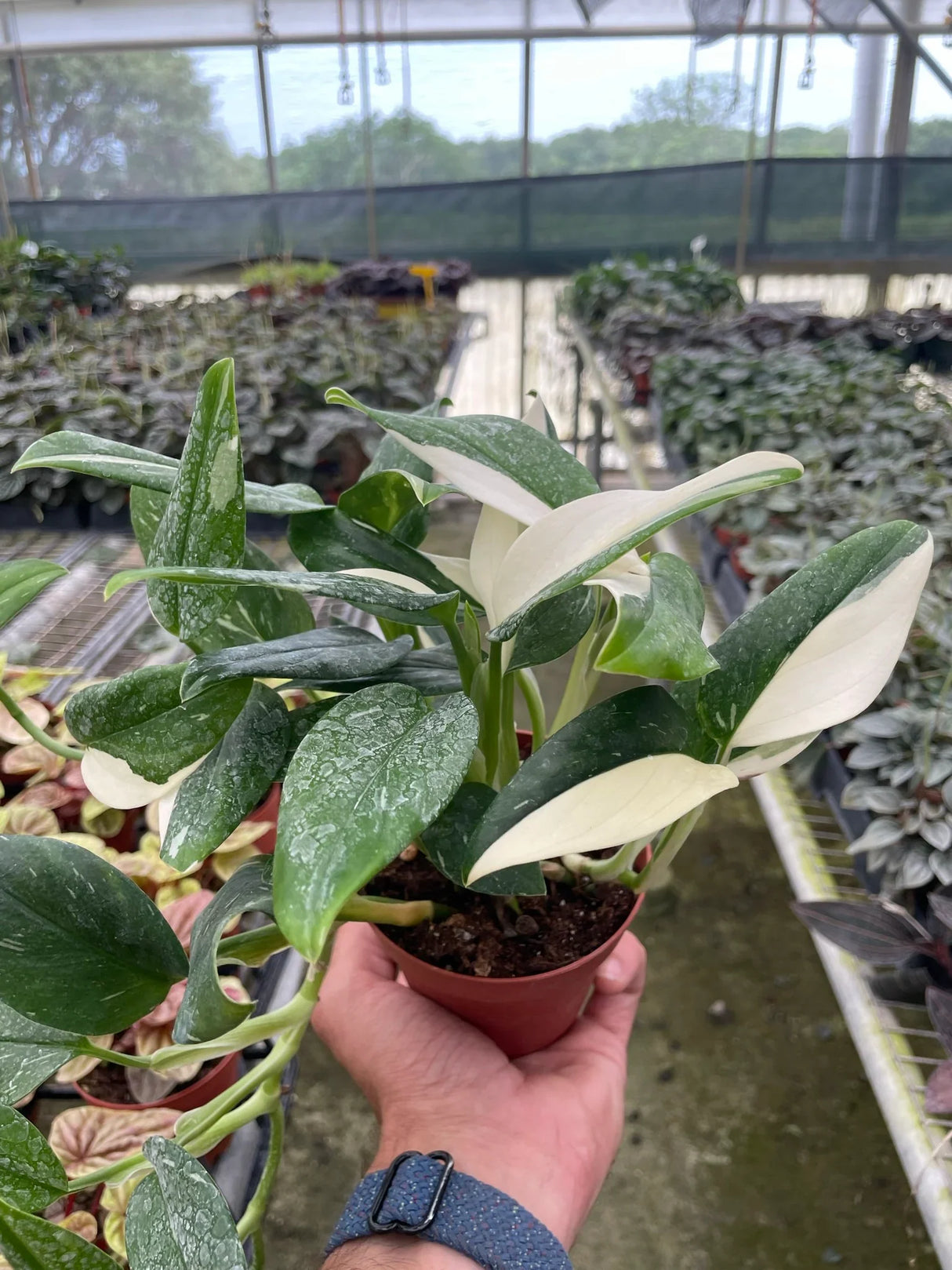 Monstera 'Standeleyana Albo Variegated' indoor house plant