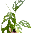 Monstera Adansonii 'Swiss Cheese Variegated' indoor house plant