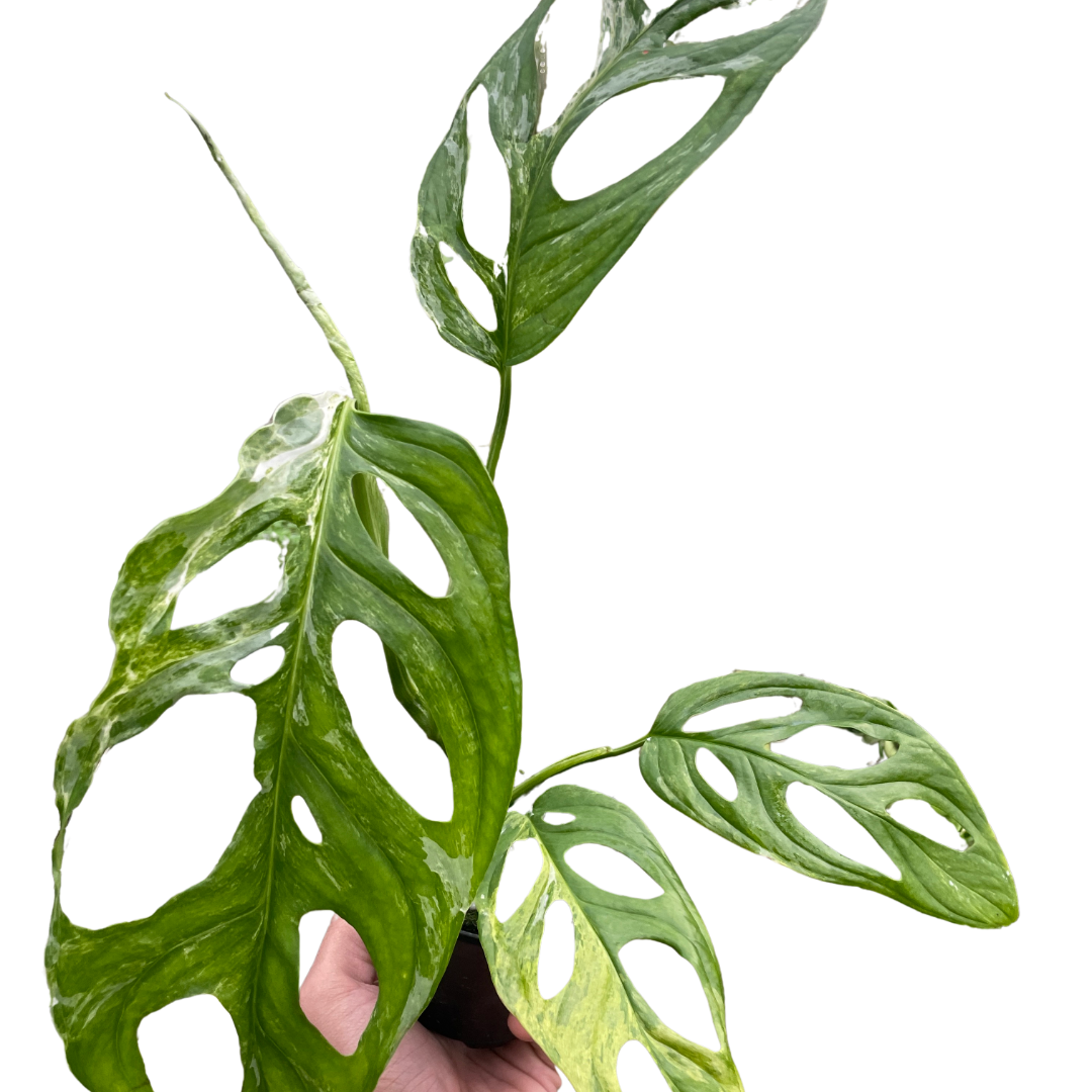 Monstera Adansonii 'Swiss Cheese Variegated' indoor house plant