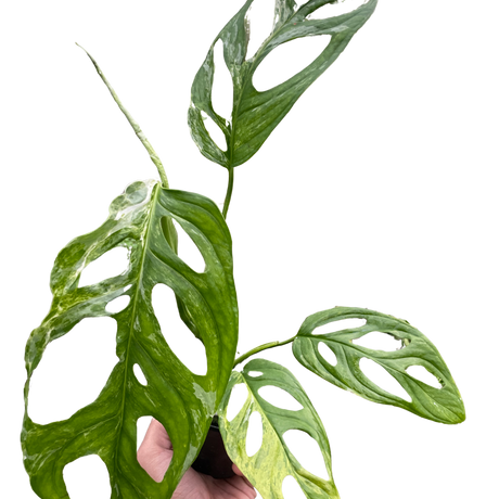 Monstera Adansonii 'Swiss Cheese Variegated' indoor house plant