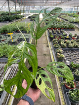 Monstera Adansonii 'Swiss Cheese Variegated' indoor house plant