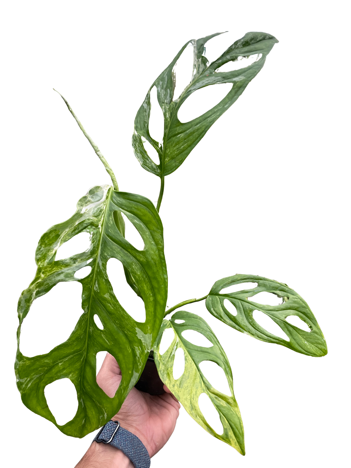 Monstera Adansonii 'Swiss Cheese Variegated' indoor house plant