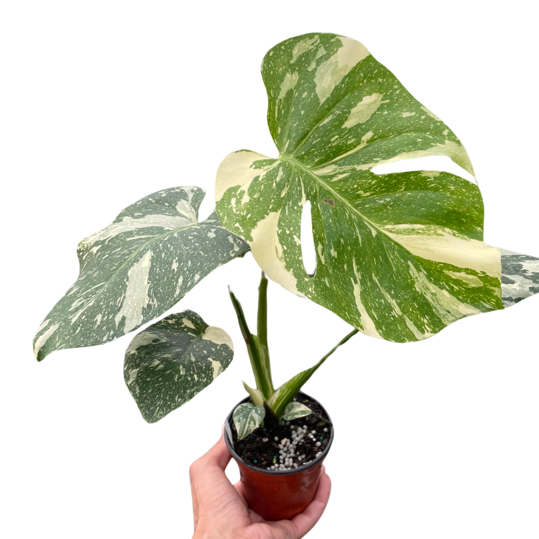 Monstera 'Thai Constellation' indoor house plant