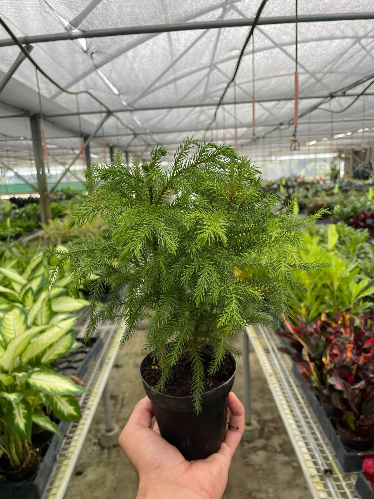 Norfolk 'Island Pine' indoor house plant