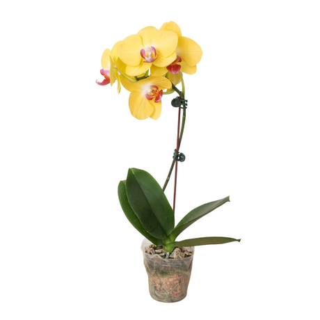 Orchid 'Yellow Phalaenopsis' indoor house plant