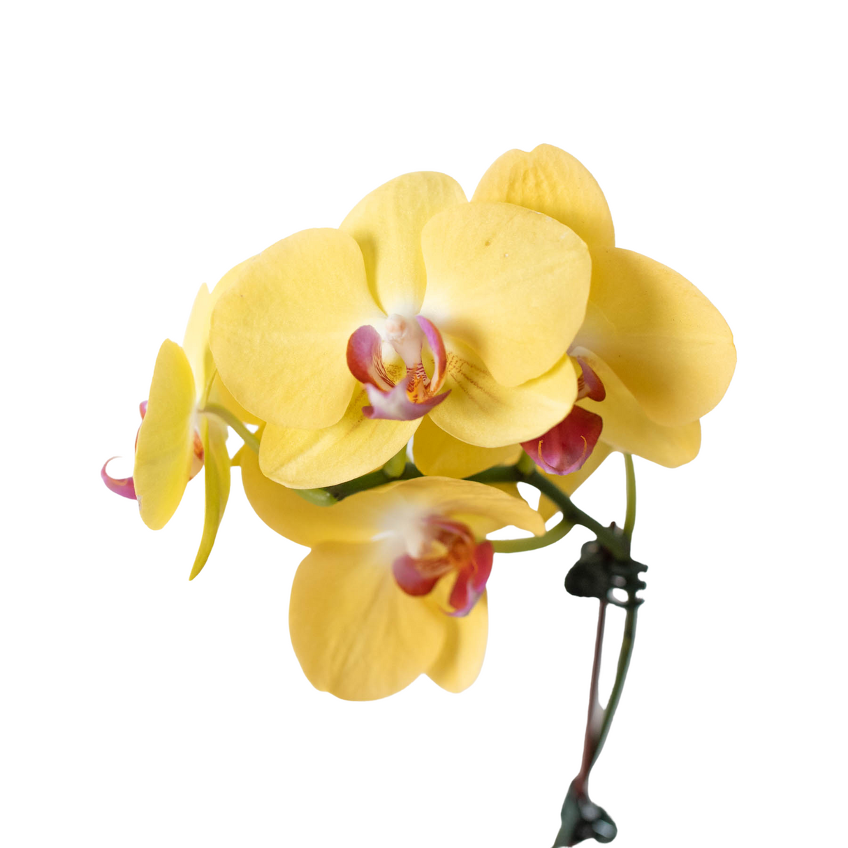 Orchid 'Yellow Phalaenopsis' indoor house plant